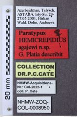 Etiketten zu Hemicrepidius agajevi (NHMW-ZOO-COL-0008950)